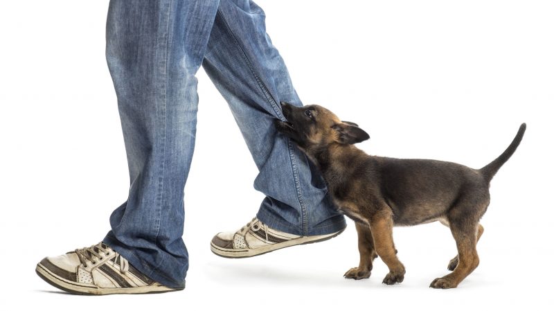 Starting Claims For Dog Bites With Personal Injury Lawyers In Belvidere, Illnois